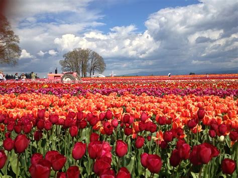 Oregon Tulip Festival Pictures And 2014 Events Schedule
