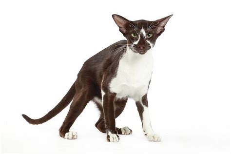 Kucing Oriental Shorthair Harga Karakteristik Dan Perawatan Kucingmania