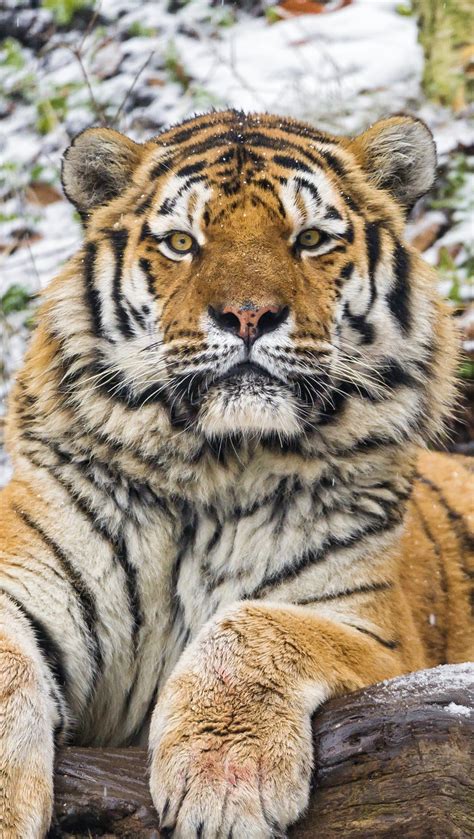 Tigre De Amur Fondo De Pantalla 4k Hd Id2410