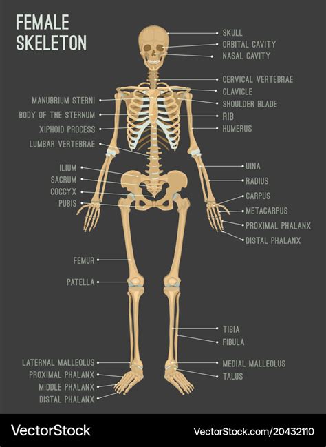 Human Anatomy Skeletal System Female