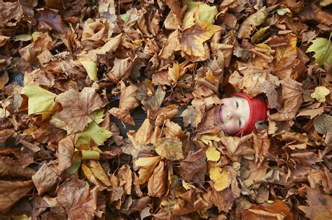 Boy Playing In Autumn Leaves Stock Image F0051885 Science Photo