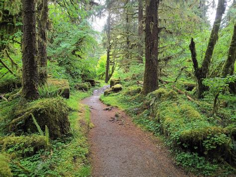 Hoh Rain Forest Wa Hike In Mid June On A Rainy Day 3968 X 2976