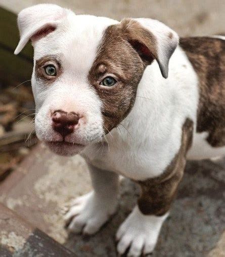 Husky Pitbull Mix Puppies Pitbull Puppies