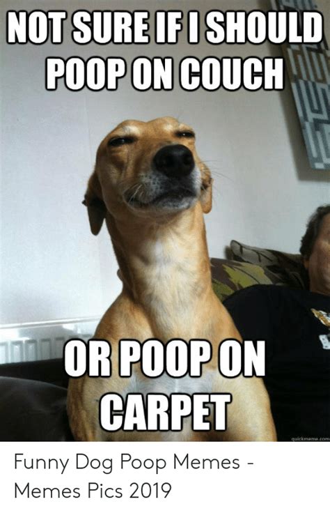 Dog Pooping Funny Images