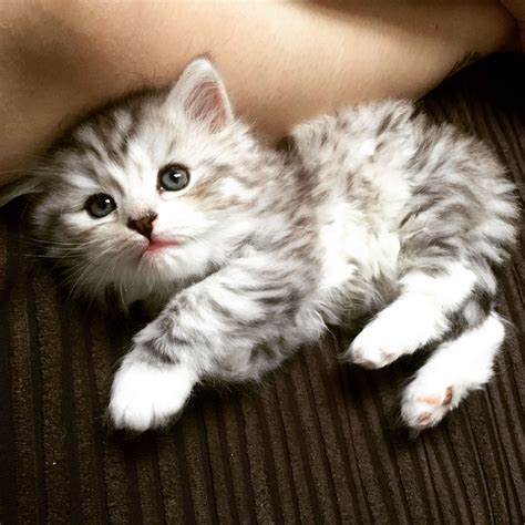 One day you have a disarmingly cute kitten; Beautiful fluffy grey and white kitten | Derby, Derbyshire ...