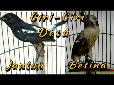 Bagaimana kebiasaan dan letak sarangnya? Perbedaan Jantan/Betina Burung Decu Kembang : Download Suara Burung Decu Mp3 Masteran Dan ...