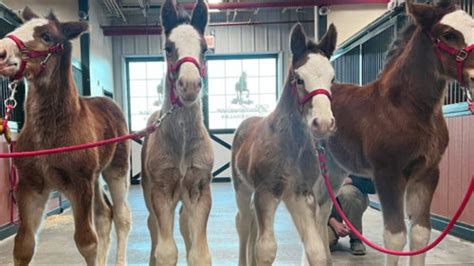 Budweiser Announces Birth Of 4 New Clydesdales