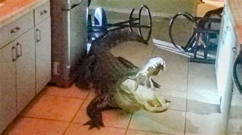 A Giant Alligator Breaks Into A Florida Home And The Photos Are