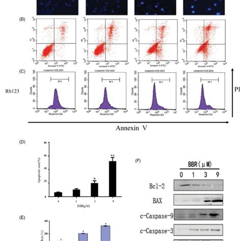 bbr induces cell apoptosis in sw480 cells after 24 h of treatment a download scientific