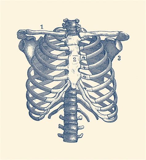 Shoulder And Rib Cage Diagram Vintage Anatomy Poster Drawing By Vintage Anatomy Prints