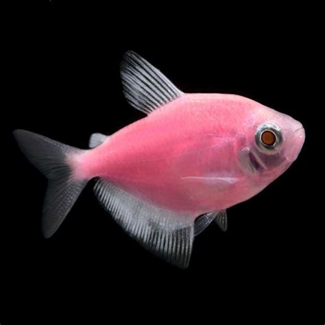 Pin By Nadeem Ramay On Aquarium Fish Glofish Pink Fish Fish
