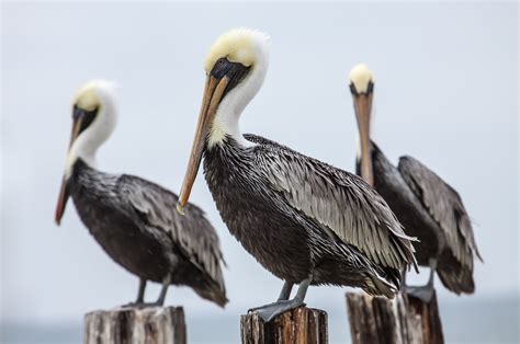 Brown Pelican The Audubon Birds And Climate Change Report