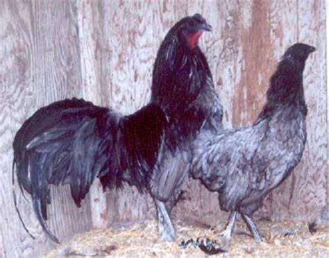 You will find both black sumatra hens and black sumatra roosters with iridescent tones along the feather's ends. Blue Sumatra Chicken : Baby Chicks for Sale | Cackle Hatchery