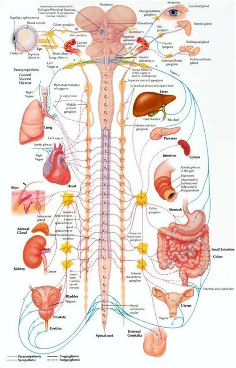 Pin By Z E C A Z E V On Human Body Anatomy Medical Anatomy Human