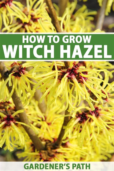 How To Grow And Care For Witch Hazel Gardeners Path