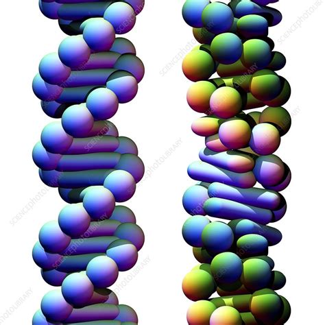 B Dna And Z Dna Molecules Illustration Stock Image C0471371