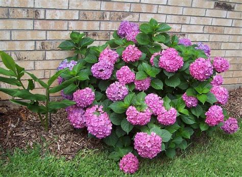Full sun to part shade and. 21 Low Maintenance Shrubs Anyone Can Grow | Gardenoid
