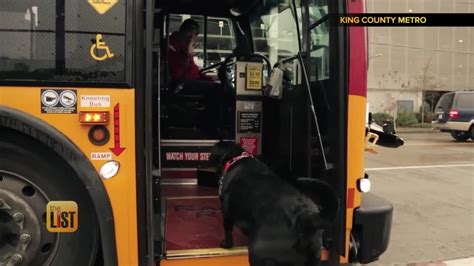 Meet Eclipse A Seattle Dog Who Rides The Bus By Herself Youtube