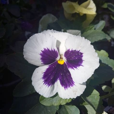 Pansy Meaning Ever Wondered What This Flower Symbolizes Lets Find Out