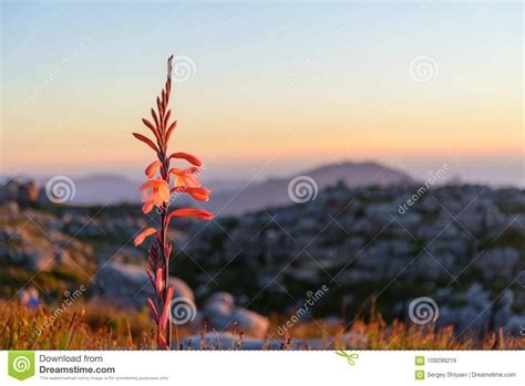 Red Mountain Flower Stock Image Image Of Blooming Grow 109299219