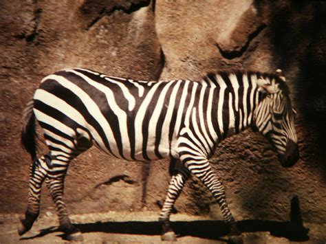 Philadelphia Zoo Psychedelic Horse Aka Zebra Philadelphia Flickr