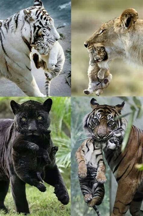 Tiger Puma Lion And White Tiger Some Of My Favorite Animals Cute