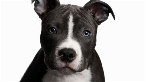 Pit Bull Puppy Wallpaper Hd 51 Images