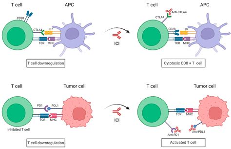 Immune Checkpoints Inhibitors In The Treatment Of Melanoma