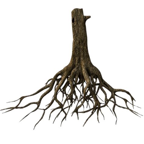 Roots Clipart Tree Diagram Roots Tree Diagram Transparent Free For My