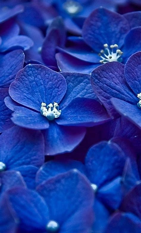 Hydrangea Blue Flower Iphone Background And Hd Phone Wallpaper