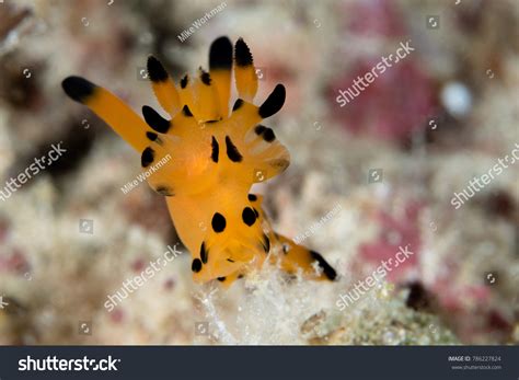 Picatchu Nudibranch Eating Hydroids Stock Photo 786227824 Shutterstock