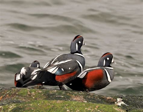 Harlequin Ducks Stock Image Image Of Exotic Forest 66107629