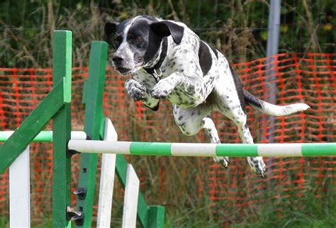 How To Get Started With Dog Agility Training Good Life Dogs