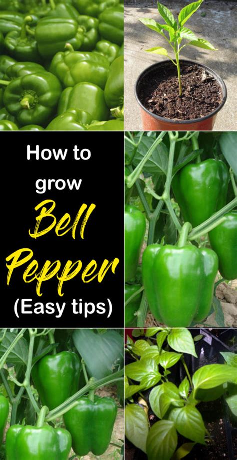 Bell Pepper Growing And Care Capsicum Naturebring