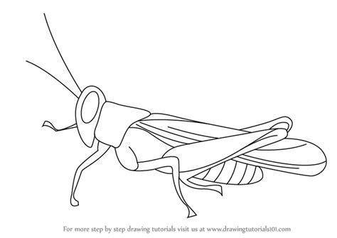 Learn How To Draw A Cricket Insects Step By Step Drawing Tutorials