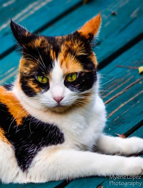 Beautiful Calico Looks So Much Like My First Cat Daisy