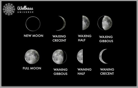 Understanding Our 8 Moon Cycles The Wellness Universe Blog
