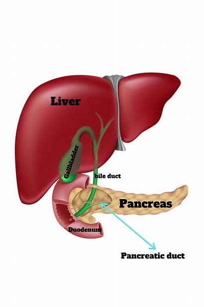 Pancreas Does Pancreatic Enzymes Digestion