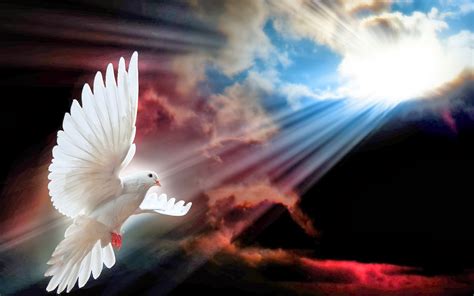 Download Dove Wallpaper Hd Holy Spirit Dove Background Wallpapertip