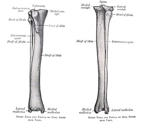 Bones Of Leg Tibia Fibula Gross Anatomy
