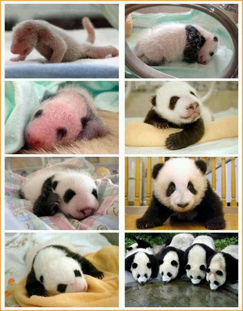 Growth Stages Of Panda Baby Cute Pinterest Babies Pandas And