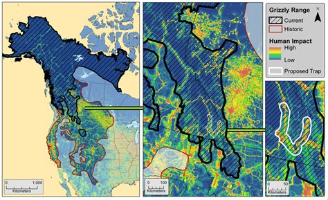 Current And Historical Distribution Of Grizzly Bears Across North