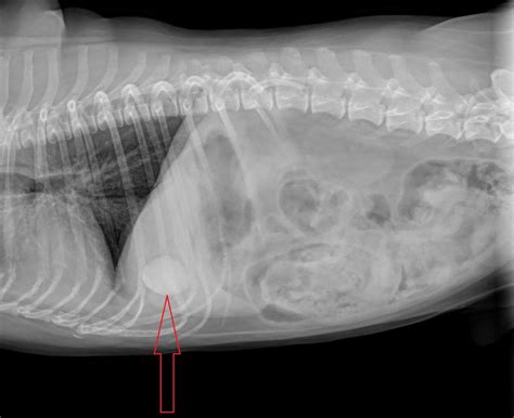 terriers terrible gallbladder     dr phil zeltzmans blog