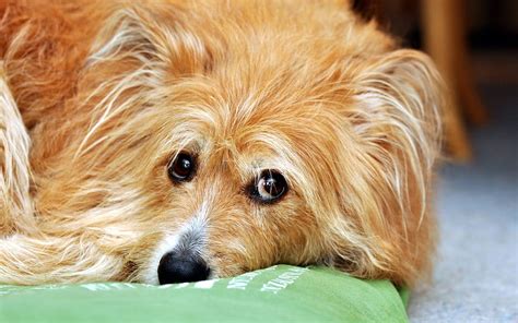 Animals Dog Muzzle Eyes Sadness Sorrow Hd Wallpaper Pxfuel