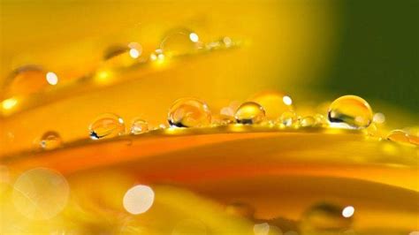 flowers, Macro, Nature, Water Drops Wallpapers HD ... Water drop wallpaper and fish.