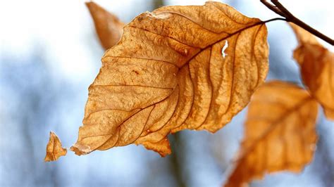 5 Amazing Uses Of Dry Leaves A Useful Natural Resource