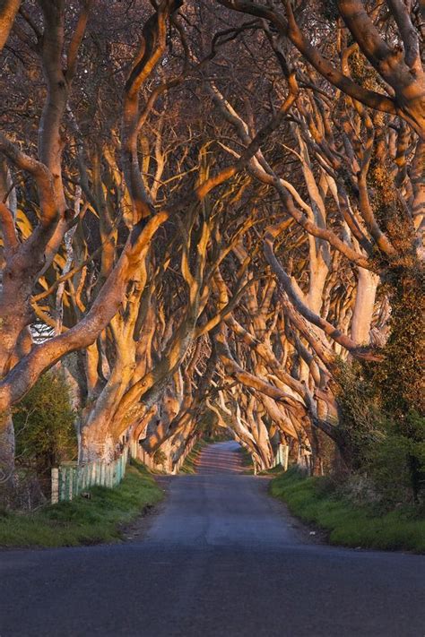 The Dark Hedges 300 Year Old Beech Trees Line The Breagah Road In
