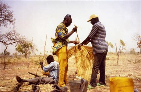 Burkina Faso Peace Corps Journal Killer Bees Attack