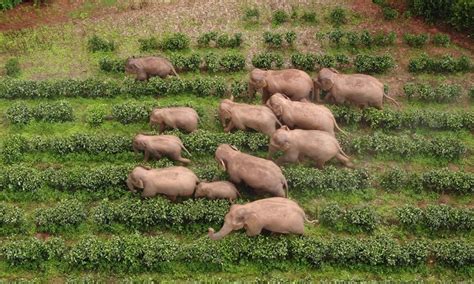 Update Of Chinas Wandering Asian Elephant Herd Global Times
