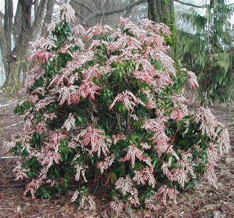 Dorothy Wycoff Pieris Japonica Plants Garden Shrubs Evergreen Shrubs